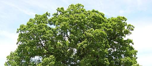 Image of an oak tree
